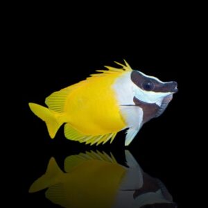 Siganus vulpinus S – Pesce volpe Foxface | Marin Life