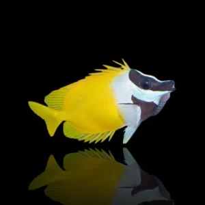 Siganus vulpinus S – Pesce volpe Foxface | Marin Life