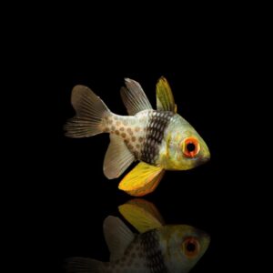 Sphaeramia nematoptera – Cardinale pajama | Marin Life