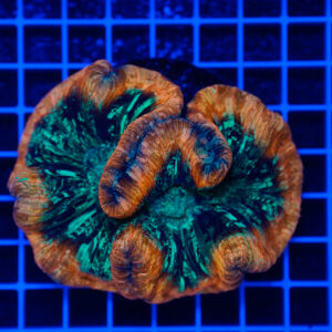 Trachyphyllia "Emerald Canyon" WYSIWYG – Corallo LPS