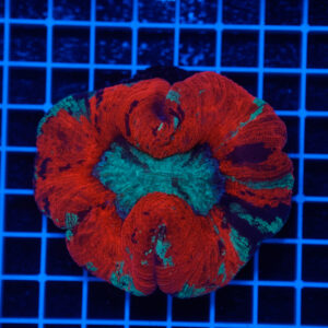 Trachyphyllia "Nuclear Heart" WYSIWYG – Corallo LPS