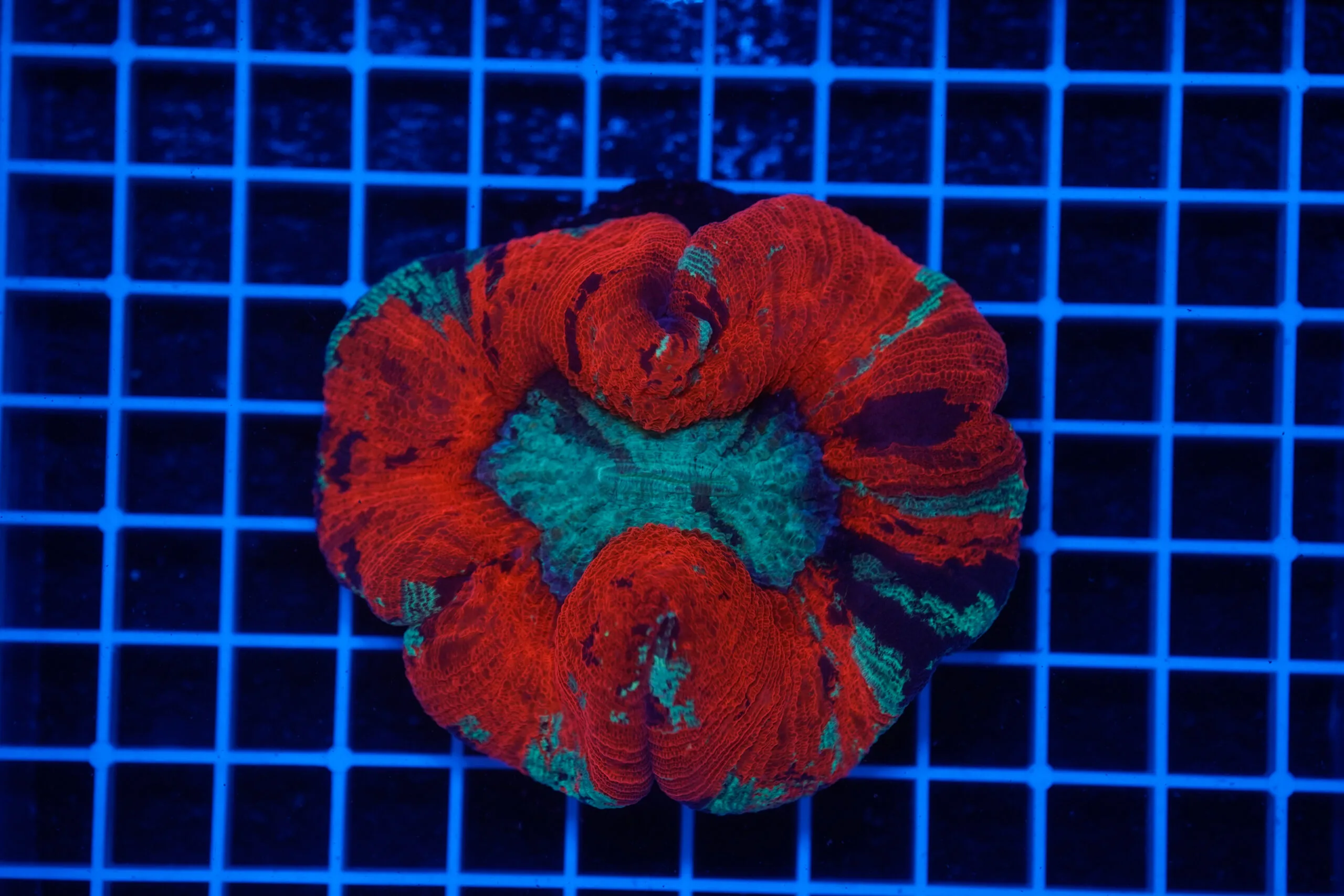 Trachyphyllia "Nuclear Heart" WYSIWYG – Corallo LPS