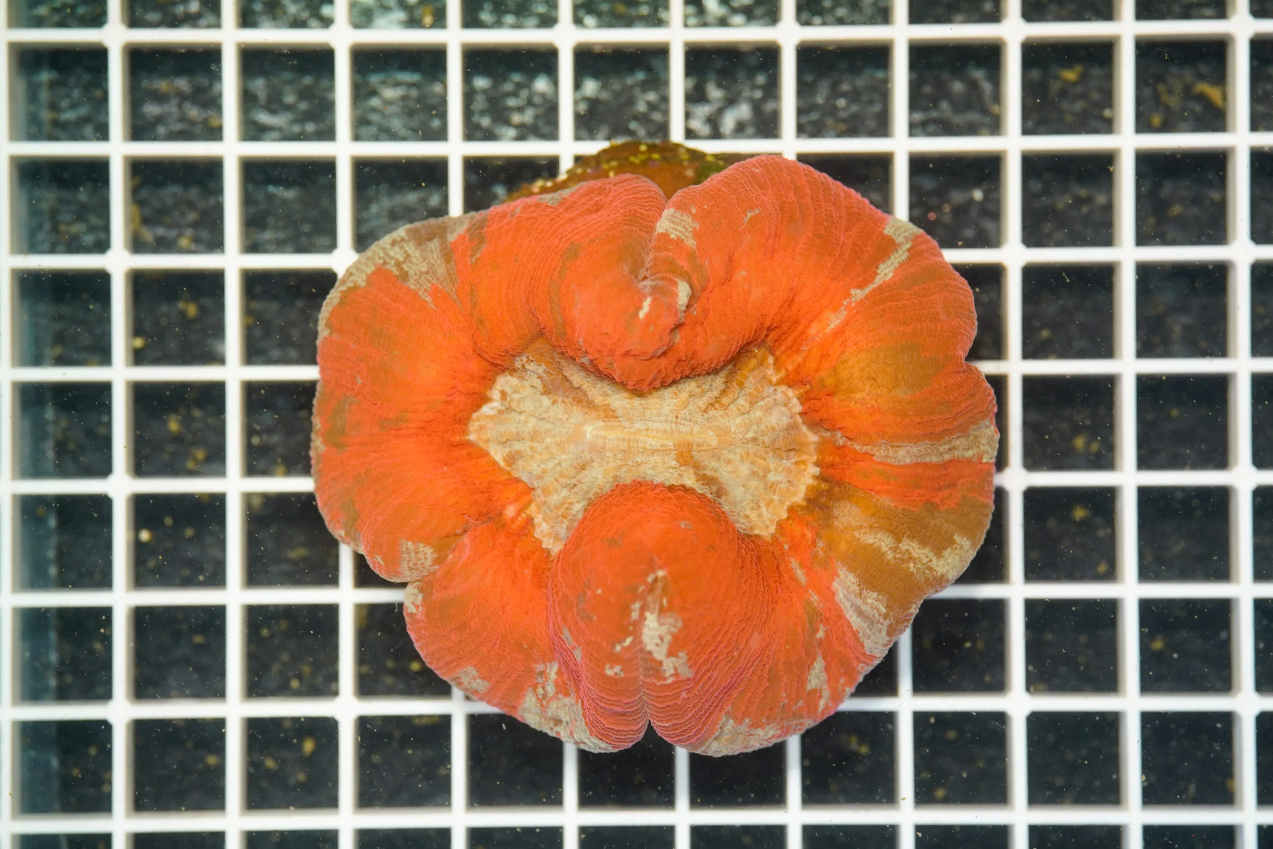 Trachyphyllia "Nuclear Heart" WYSIWYG – Corallo LPS - immagine 2