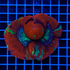 Trachyphyllia "Inferno Eyes" WYSIWYG – Corallo LPS