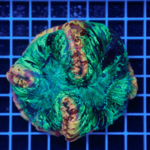 Trachyphyllia "Emerald Relic" WYSIWYG – Corallo LPS