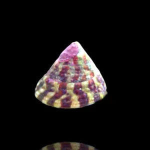Invertebrati