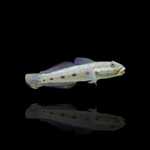 Valenciennea longipinnis – Ghiozzo setacciatore | Marin Life