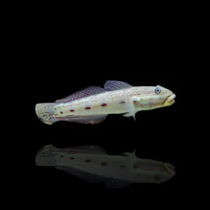 Valenciennea longipinnis – Ghiozzo setacciatore | Marin Life