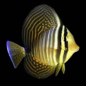 Zebrasoma desjardini M – Pesce chirurgo vela | Marin Life