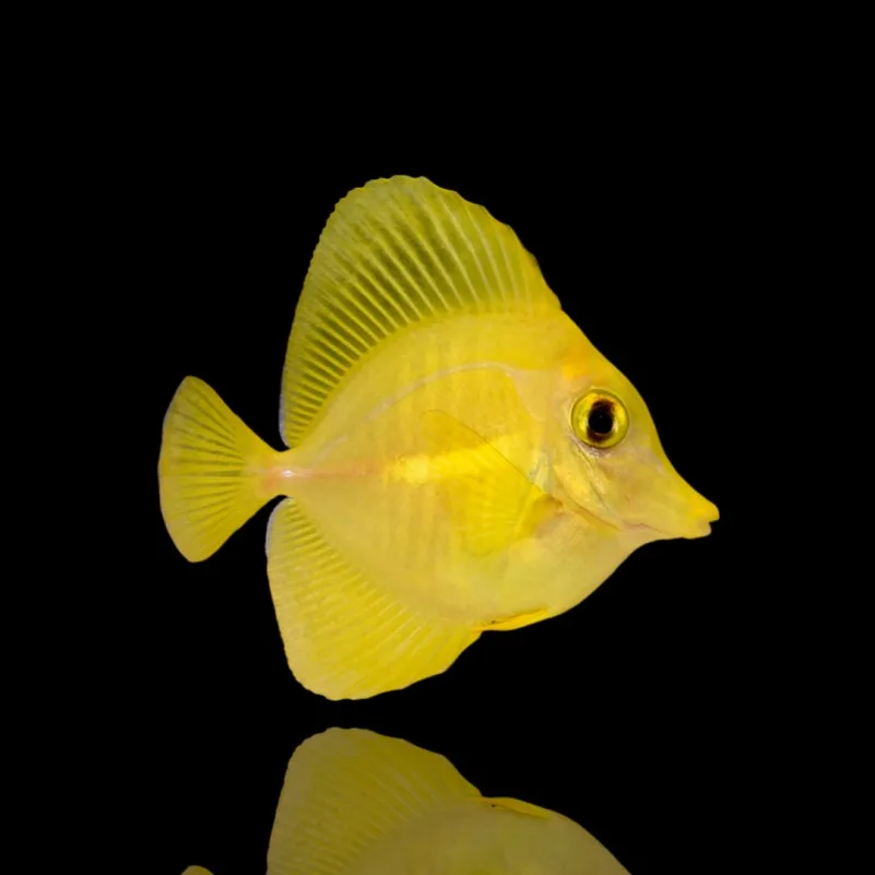 Zebrasoma flavescens – Pesce chirurgo giallo | Marin Life