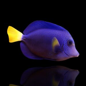 Zebrasoma xanthurum – Pesce chirurgo viola | Marin Life
