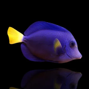 Zebrasoma xanthurum – Pesce chirurgo viola | Marin Life