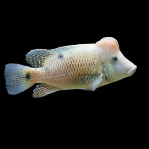 Geophagus steindachneri – Ciclide americano acquario dolce | Marin Life