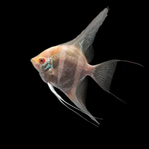 Pterophyllum scalare Perù Altum Albino – Scalare acquario dolce | Marin Life