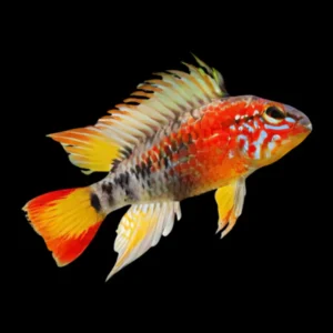 Apistogramma macmasteri – Ciclide nano | Marin Life