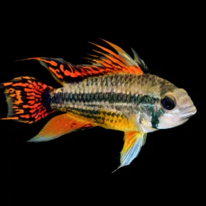 Apistogramma cacatuoides – Ciclide nano | Marin Life