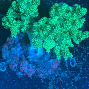 Capnella Toxic Green WYSIWYG – Corallo molle| Marin Life