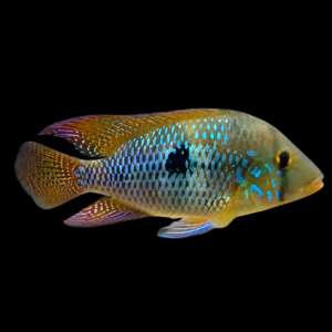 Geophagus brasiliensis – Coppia riproduttiva ciclide americano | Marin Life