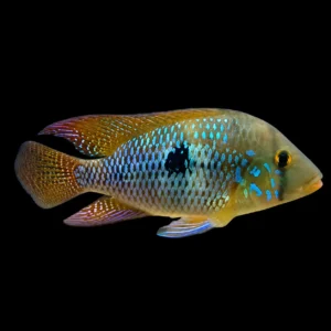 Geophagus brasiliensis – Coppia riproduttiva ciclide americano | Marin Life