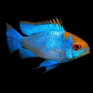 Mikrogeophagus ramirezi Blue – Ramirezi Blu ciclide nano acquario dolce | Marin Life