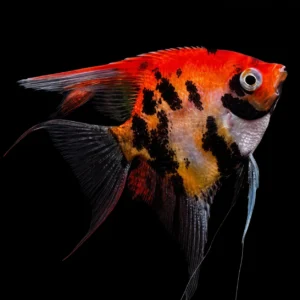 Pterophyllum scalare Red Devil – Scalare Red Devil acquario dolce | Marin Life