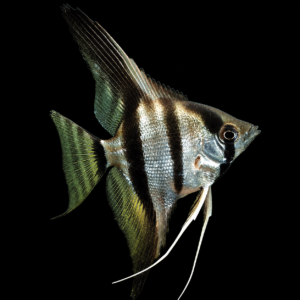 Pterophyllum scalare – Scalare piccolo mix acquario dolce | Marin Life