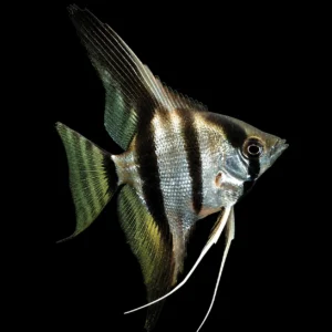 Pterophyllum scalare – Scalare piccolo mix acquario dolce | Marin Life