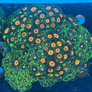 Zoanthus WYSIWYG2 roccia 12 cm | Marin Life