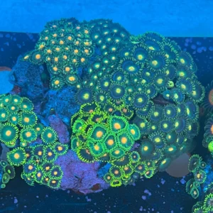 Zoanthus WYSIWYG6 – Basetta circa 9 cm | Marin Life