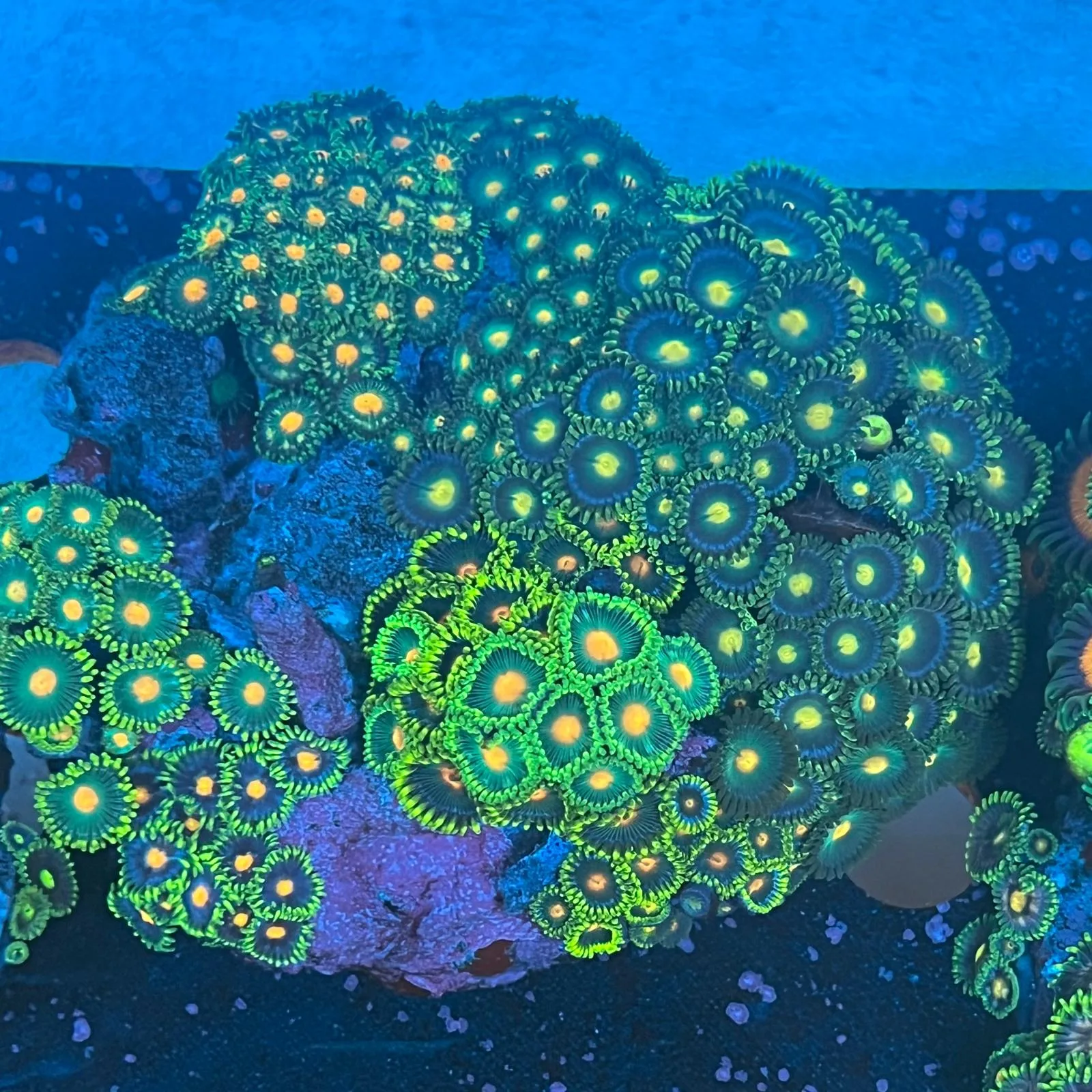 Zoanthus WYSIWYG6 – Basetta circa 9 cm | Marin Life