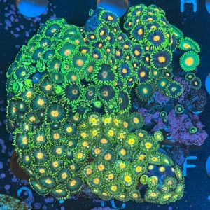 Zoanthus WYSIWYG7 – Basetta circa 9 cm | Marin Life