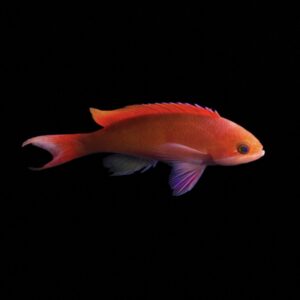 Pseudanthias cooperi – Anthias marino | Marin Life