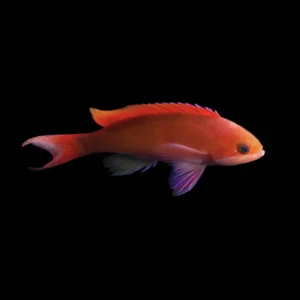 Pseudanthias cooperi – Anthias marino | Marin Life