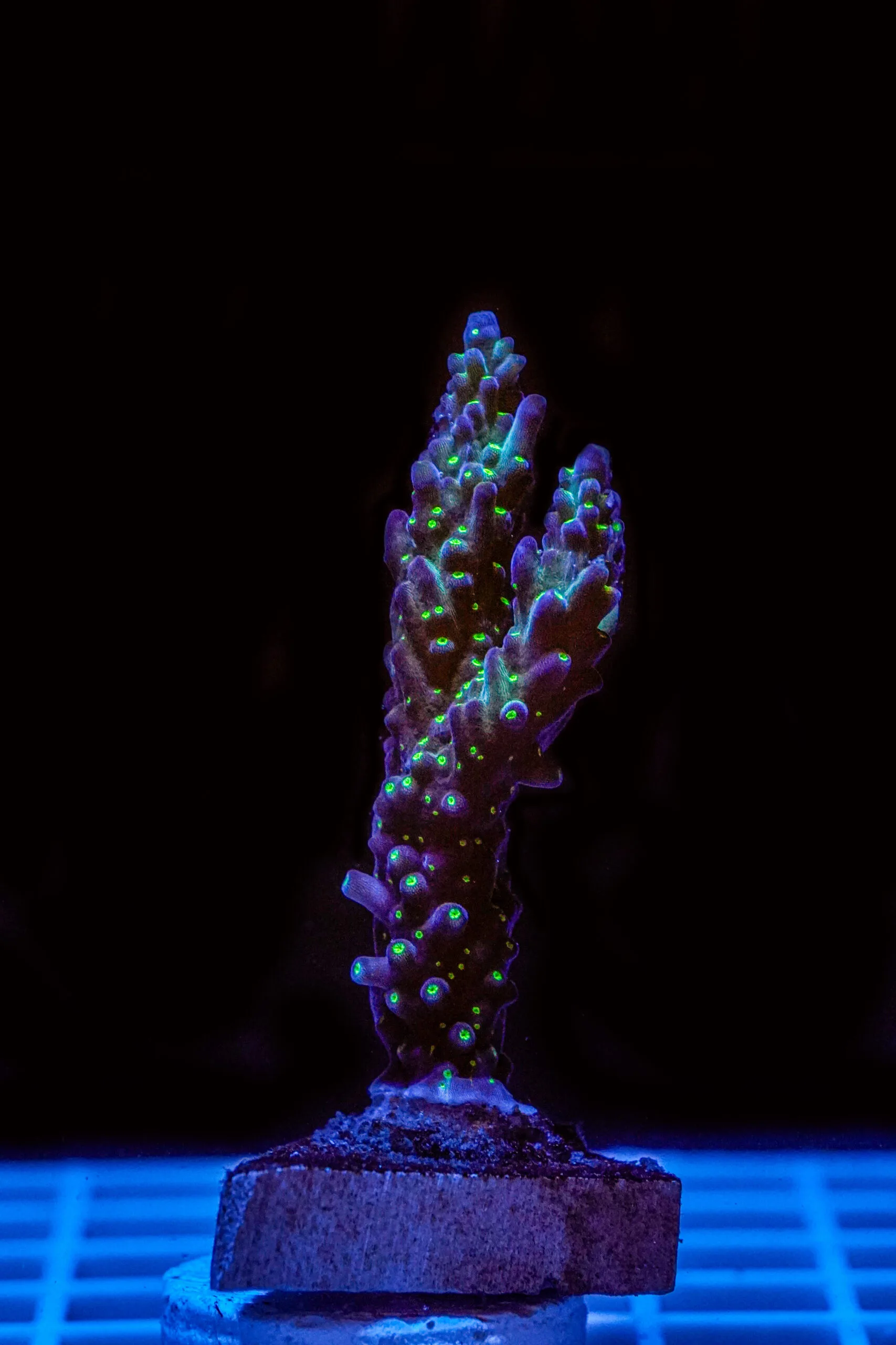 Acropora Talea WYSIWYG10 – Corallo SPS - immagine 2