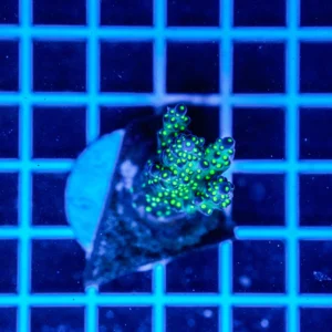 Acropora Talea WYSIWYG10 – Corallo SPS