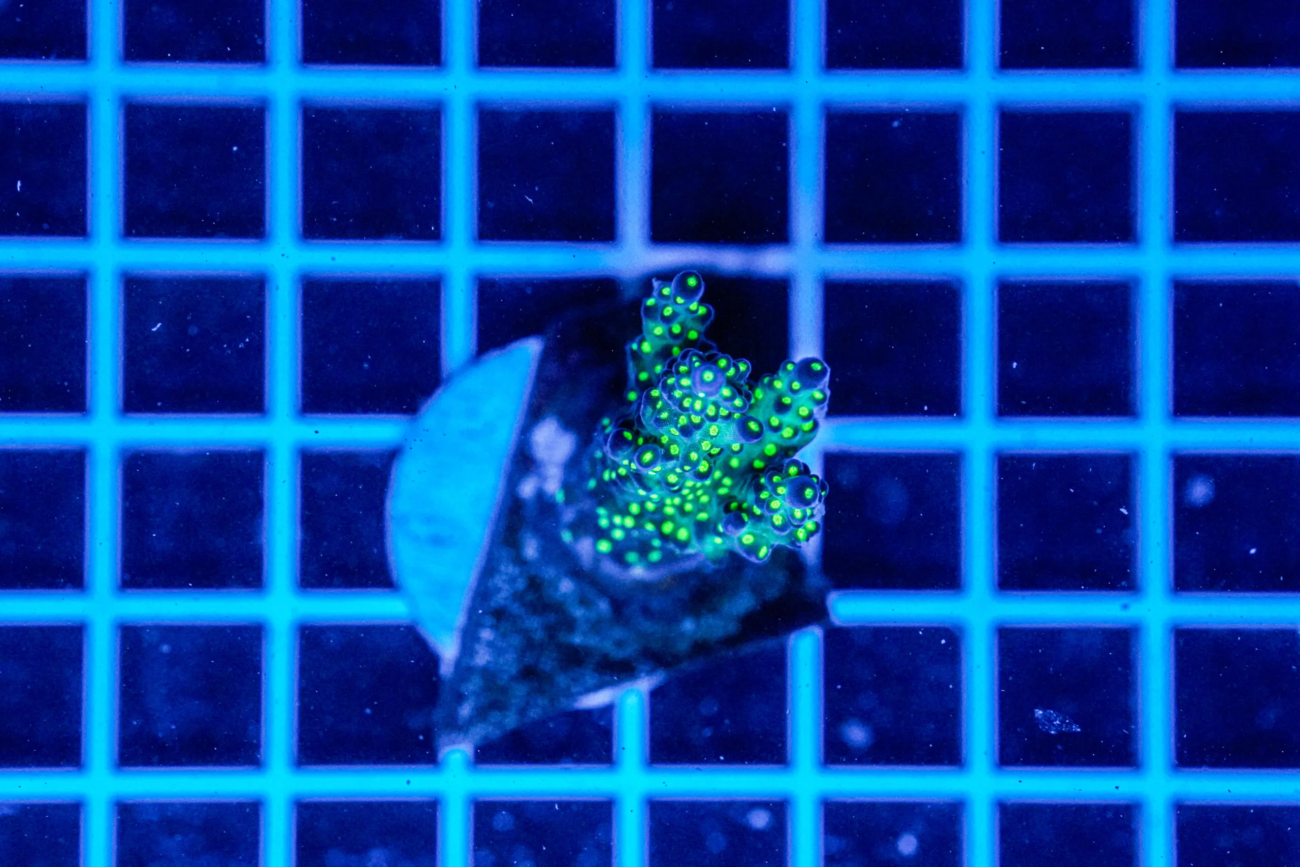 Acropora Talea WYSIWYG10 – Corallo SPS