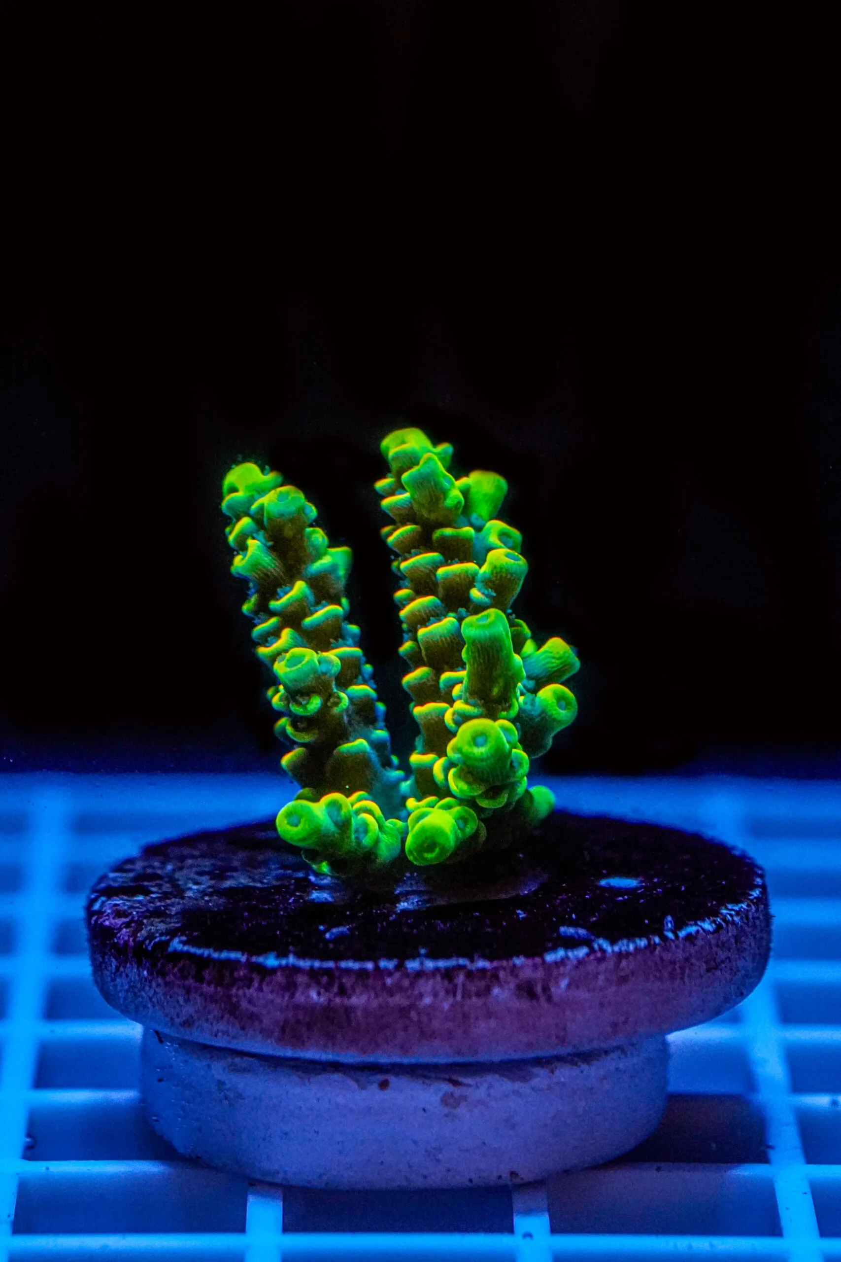 Acropora Talea WYSIWYG11 – Corallo SPS - immagine 2