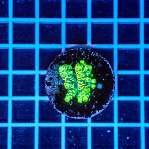 Acropora Talea WYSIWYG11 – Corallo SPS
