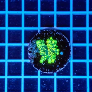 Acropora Talea WYSIWYG11 – Corallo SPS