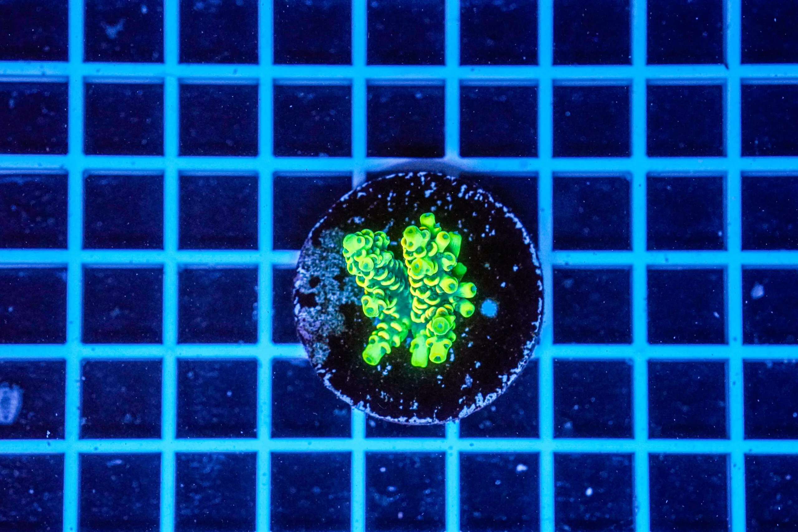 Acropora Talea WYSIWYG11 – Corallo SPS