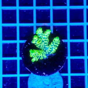 Acropora Talea WYSIWYG3 – Corallo SPS