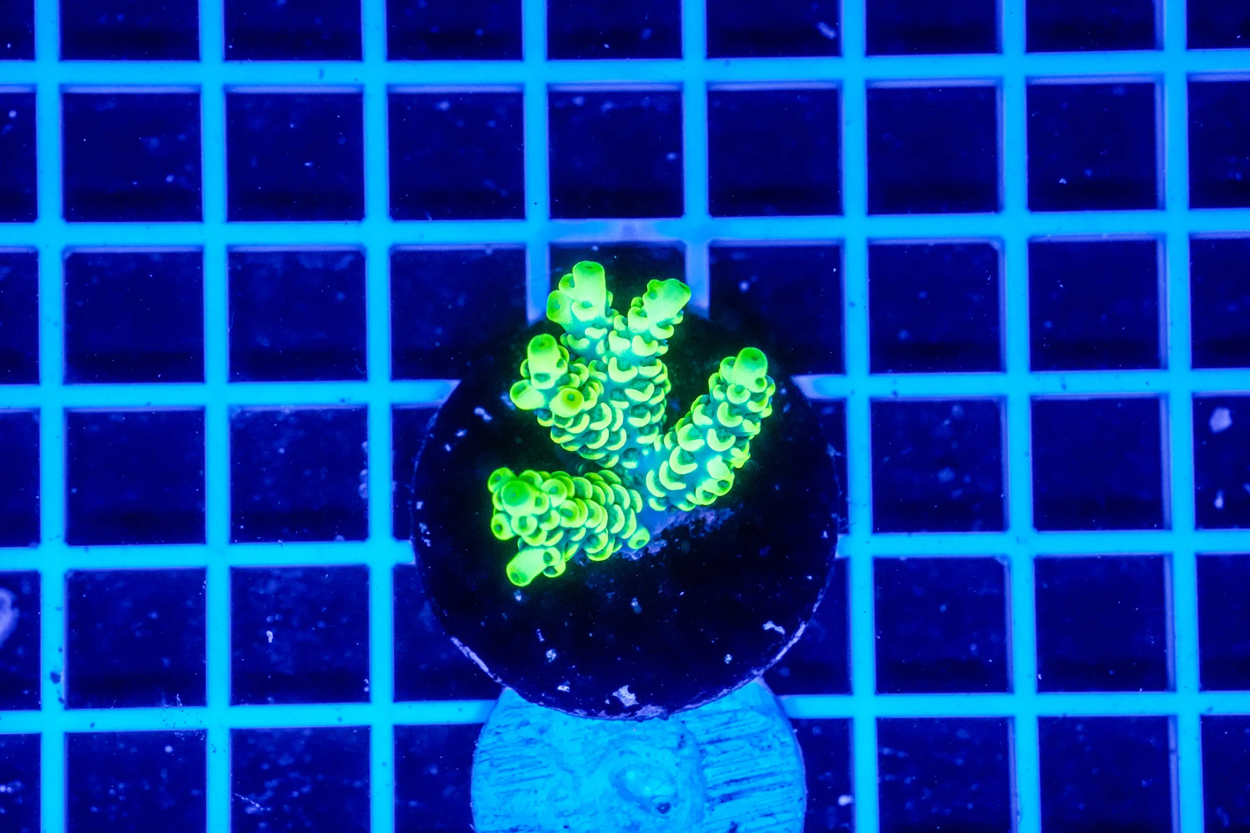 Acropora Talea WYSIWYG3 – Corallo SPS