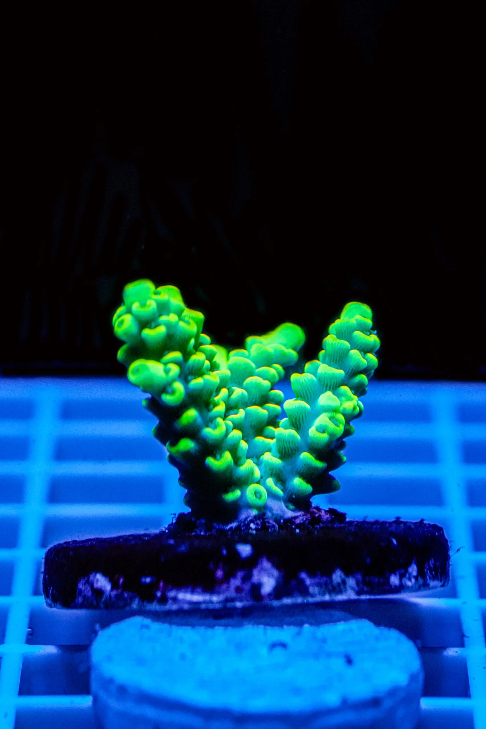 Acropora Talea WYSIWYG3 – Corallo SPS - immagine 2