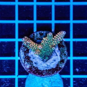 Acropora Talea WYSIWYG4 – Corallo SPS