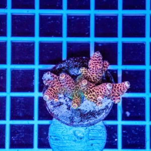 Acropora Talea WYSIWYG5 – Corallo SPS