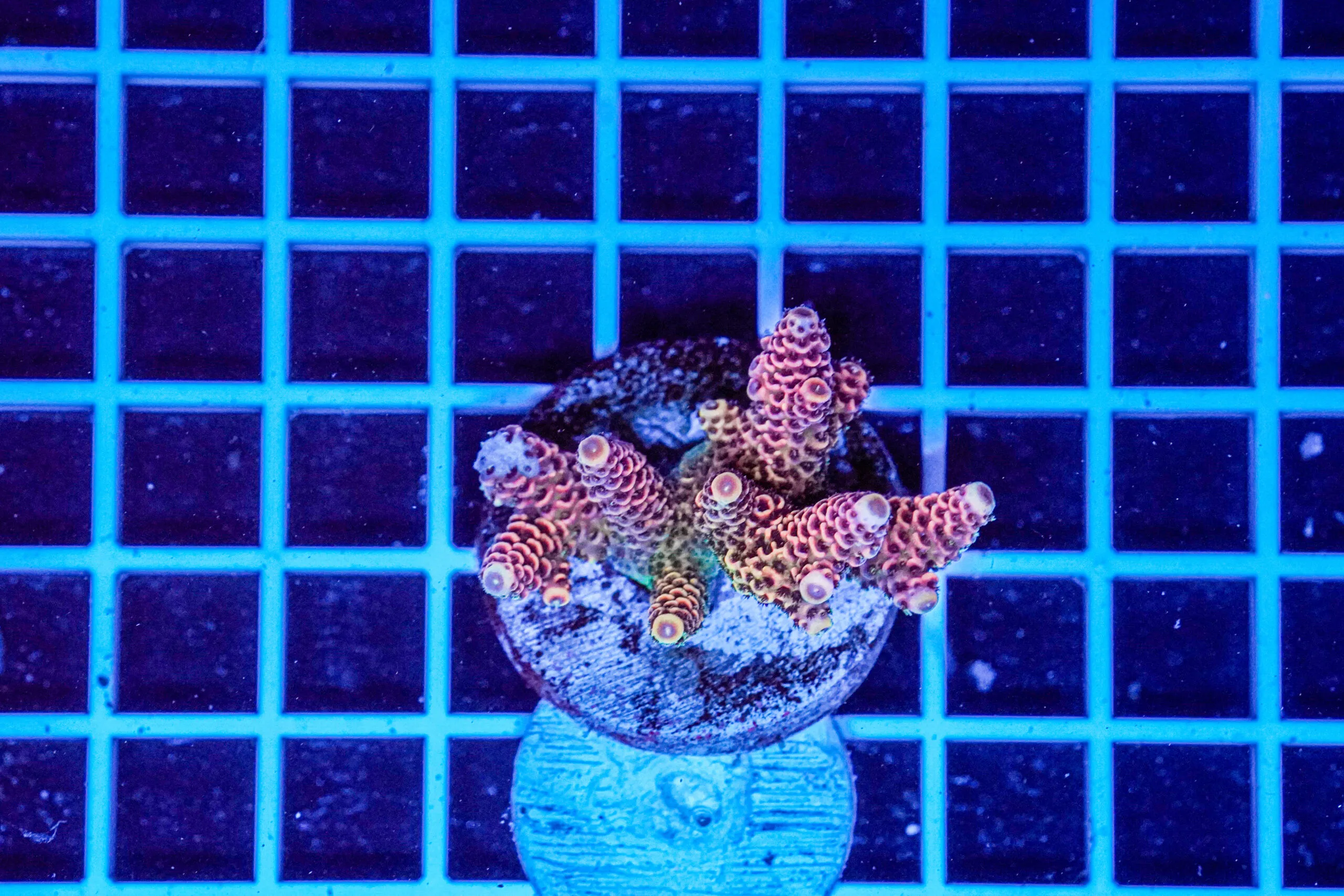 Acropora Talea WYSIWYG5 – Corallo SPS