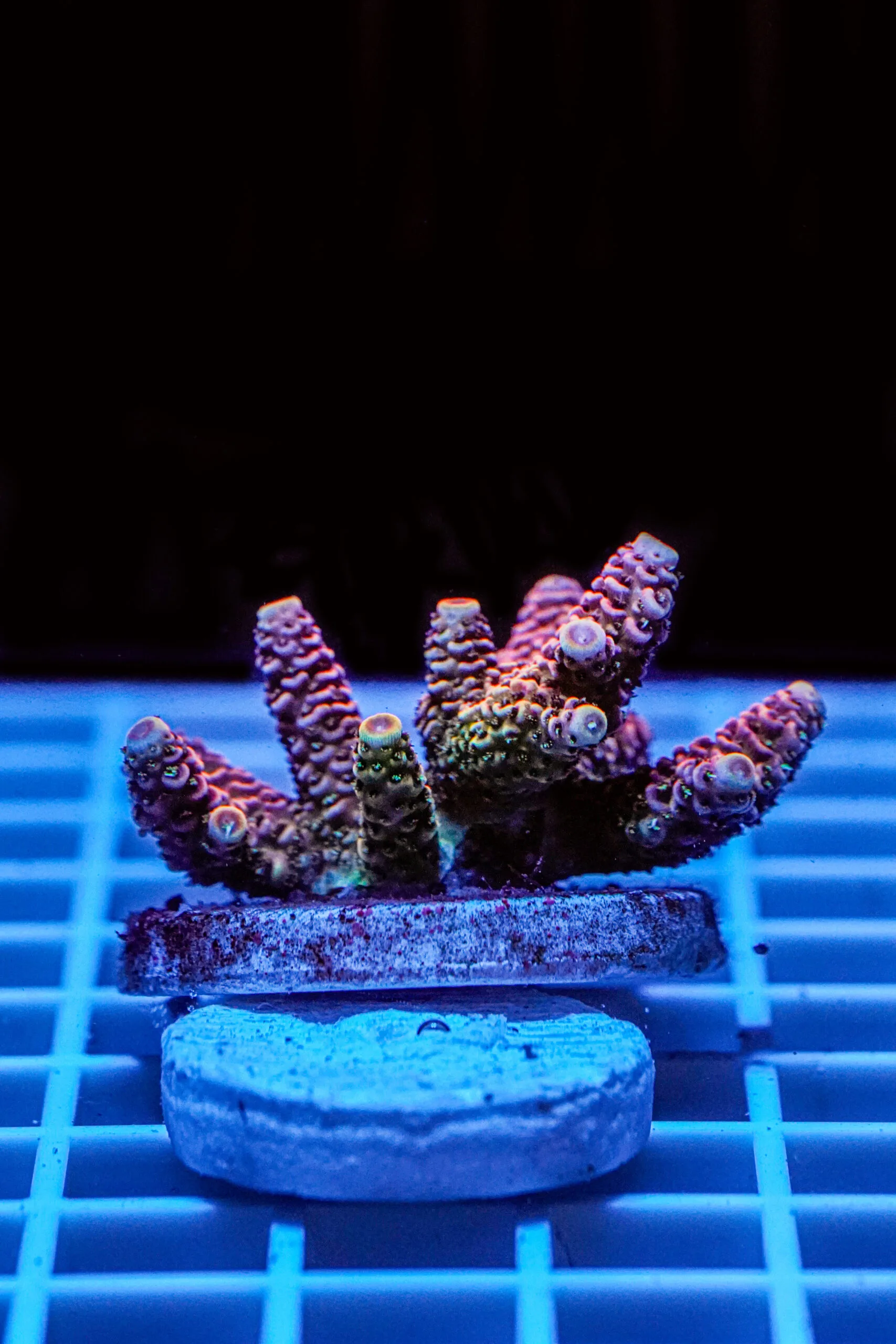Acropora Talea WYSIWYG5 – Corallo SPS - immagine 2