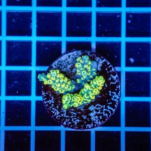 Acropora Talea WYSIWYG6 – Corallo SPS