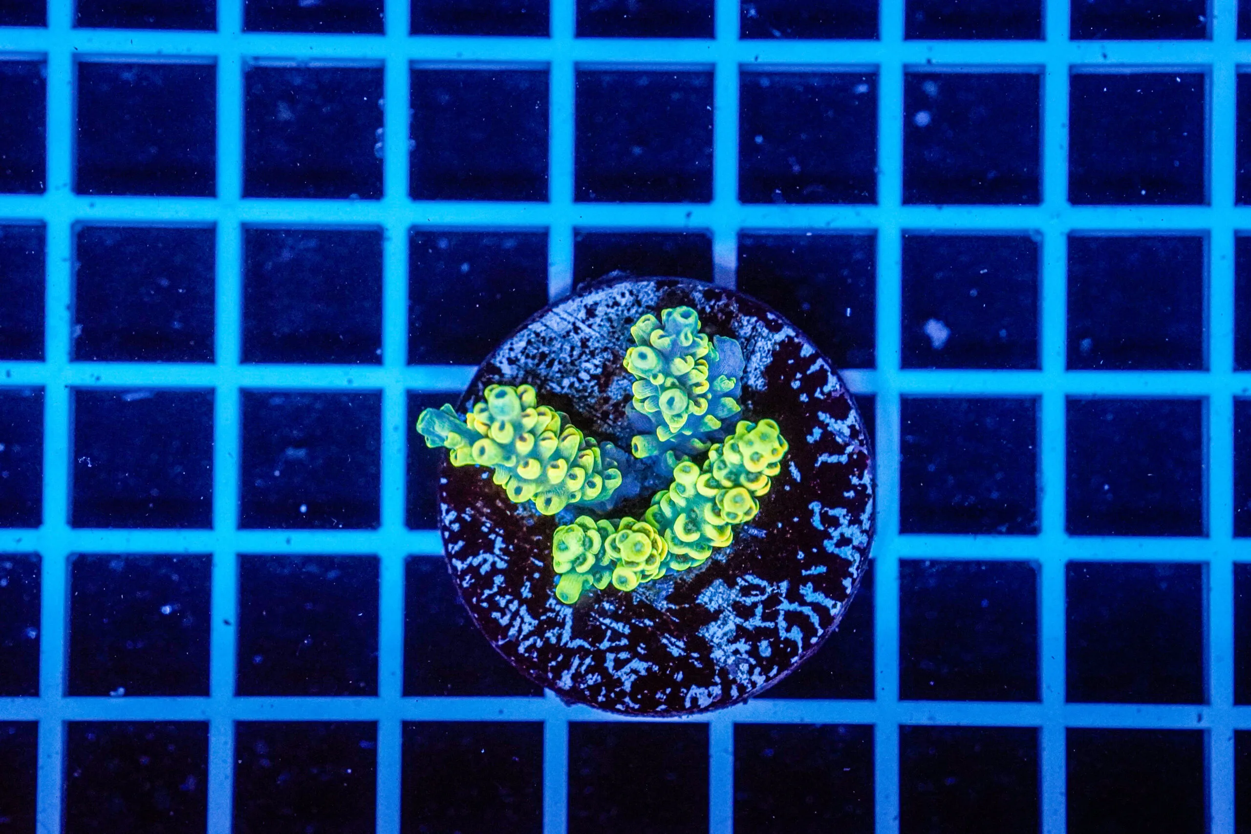 Acropora Talea WYSIWYG6 – Corallo SPS