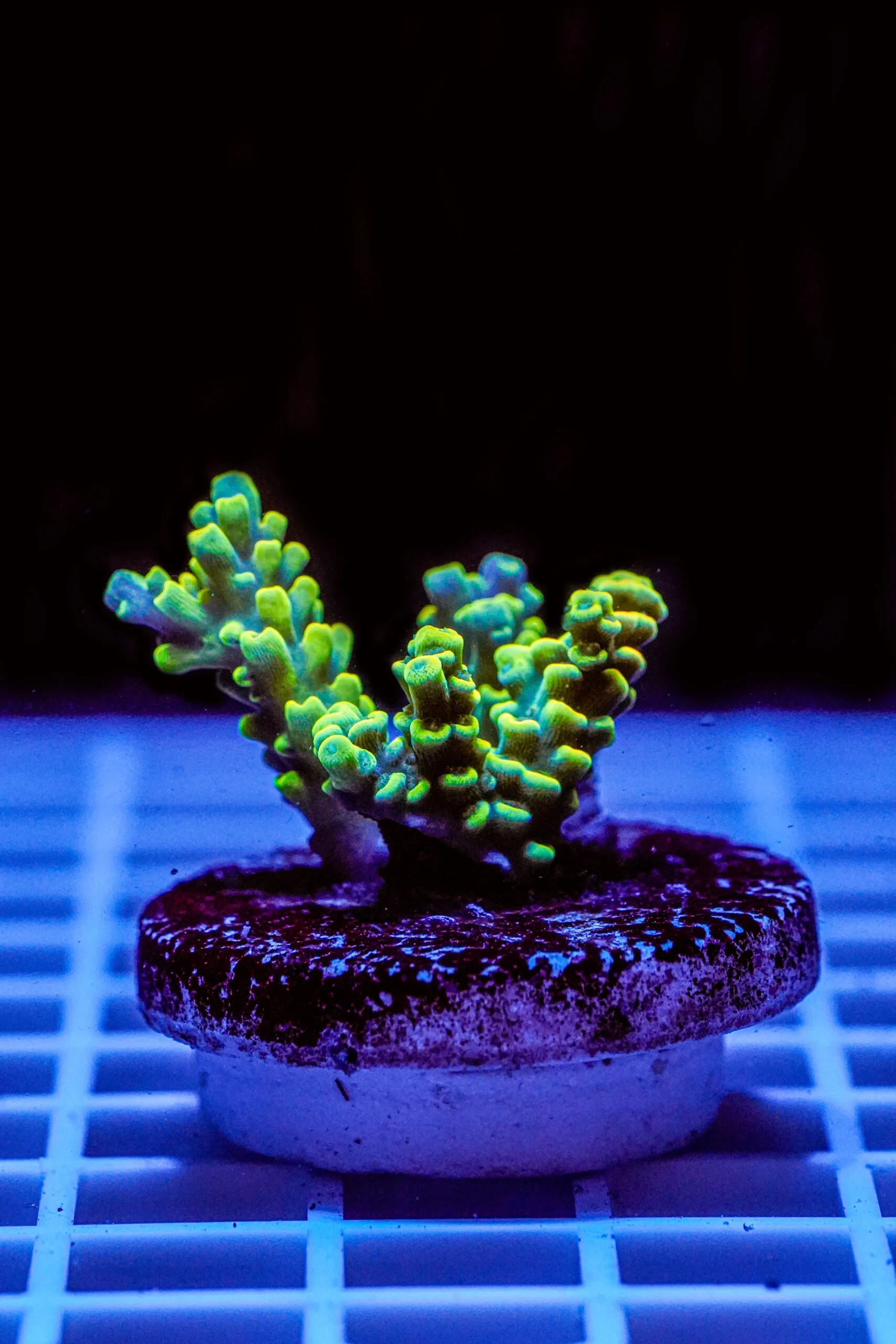 Acropora Talea WYSIWYG6 – Corallo SPS - immagine 2